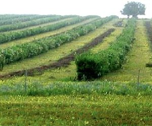 Gansbaai was 1ste met Boomlusern